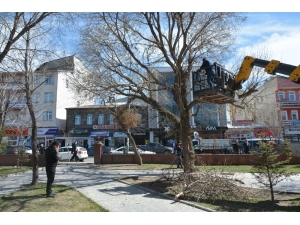 Milli Egemenlik Parkı’ndaki Ağaçlar Budanıyor