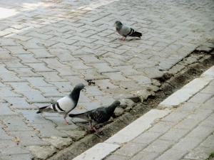 Boşalan Caddeler Kumrulara Kaldı