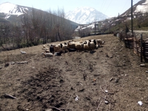 Aç Kurtlar 15 Küçükbaş Hayvanı Parçaladı