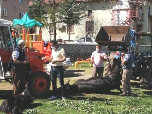 Korona Virüsün Bitmesi İçin Kurban Kesip Dua Ettiler