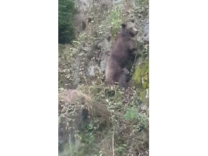 Anne Ayının Yavrularını Kurtarma Mücadelesi