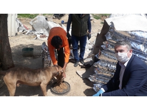 Gaziantep’te Sokak Hayvanları Da Unutulmadı