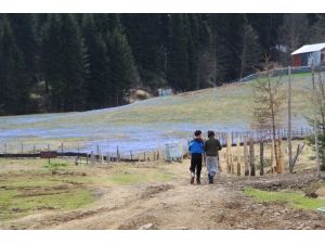 Mor Yayla’da ’Korona’ Sessizliği