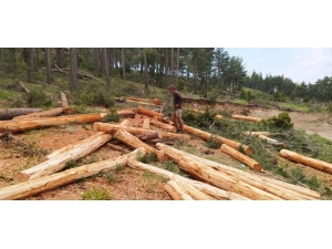 Orman İşçileri, Yıkılan Ağaçları Ekonomiye Kazandırıyor