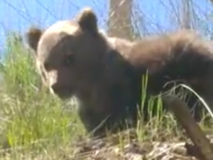 Nallıhan’da Yavru Ayı Köye İndi