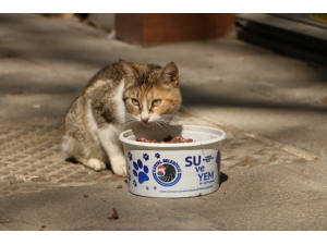 Sokağa Çıkma Kısıtlamasında Sokak Hayvanları Unutulmadı