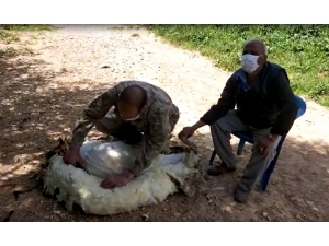 Jandarma Yaşlı Adamın Koyunlarını Kırktı