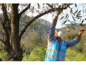 Maaşını Getiren Vefa Ekibinden Bağ Evinin Önündeki Ağaçları Budanmasını İstedi