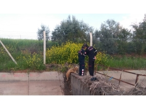Sulama Kanalına Düşen Köpek Kurtarıldı
