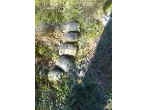 Kuyuda Mahsur Kalan Kaplumbağaların Yardımına İtfaiye Koştu