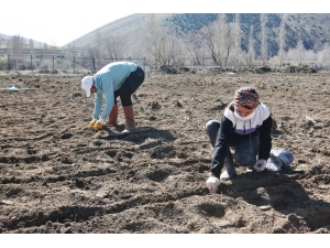 Bayburt Üniversitesi Organik Tarımdaki Ürün Çeşitliliğini Artırıyor