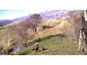 Nesli Tükenmekte Olan Kızıl Kuyruklu Şahin Erzincan’da Fotokapanla Görüntülendi