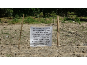 İncir Fidanları Çalınan Çiftçiden Hırsıza Afişli Not