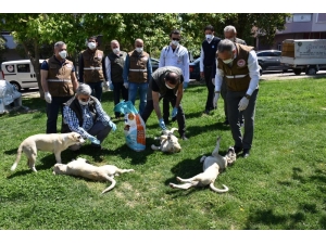 Sokak Hayvanları Unutulmadı