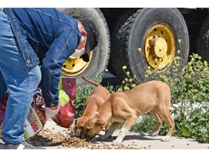 Aliağa’da Sokak Hayvanları Unutulmadı