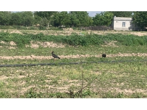 Sokağa Çıkma Kısıtlamasında Nesli Tükenen Kelaynaklar Tarlalara İndi