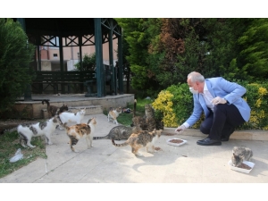 Akdeniz Belediyesi Yasakta Sokak Hayvanlarını Unutmadı