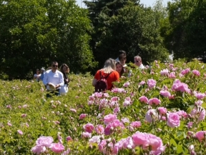 Isparta Dünya Gül Yağı Üretiminin Yaklaşık Yüzde 65’ini Tek Başına Karşılıyor