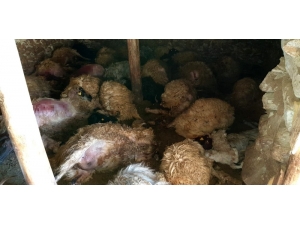 Damdan Ahıra Giren Ayı 50 Hayvanı Telef Etti