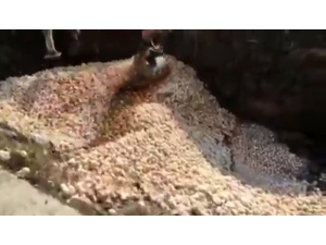 İran’da Tavuk Tüketimi Azalınca Yüz Binlerce Civciv İtlaf Edildi