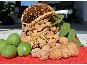 Cevizde Aşı Dönemi Başladı