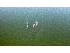 İzmit Körfezi’nde Görsel Şölen Sunan Yunuslar Havadan Görüntülendi