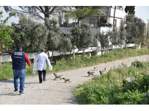 Manisa’da Sokak Hayvanları İhmal Edilmiyor