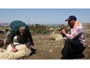 Kaval Eşliğinde Koyunlarını Kırktılar