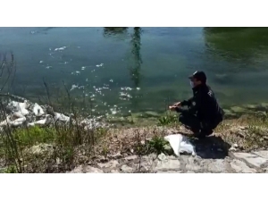 Çark Deresinde Yüzen Ördekleri Polis Besledi