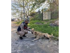 Jandarma Sokak Hayvanlarını Unutmadı
