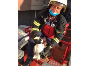 İtfaiye Ekiplerinin Martı Kurtarma Operasyonu.