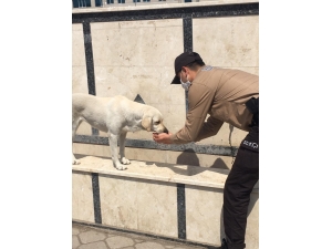 Fethiye’de Susuz Kalan Köpeğin Yardımına Bekçiler Koştu