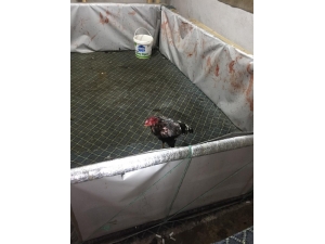 Yozgat’ta Horoz Dövüşüne Polis Baskını: 21 Kişiye 92 Bin 400 Lira Para Cezası