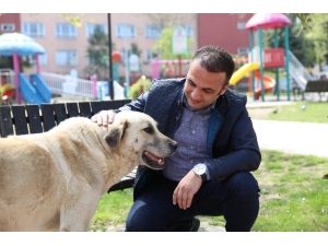 Başkan, Sokak Hayvanlarını Kendi Elleriyle Besledi