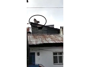 Çatıdaki İneği Gören Gözlerine İnanamadı