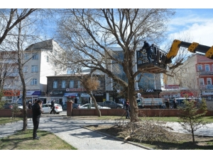 Milli Egemenlik Parkı’daki Ağaçlar Budanıyor