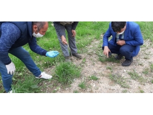 Bitlis’te Çekirgeyle Mücadele Çalışması