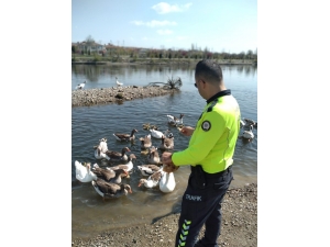 Kızılırmak Nehrinde Aç Kalan Kazları Polis Besledi