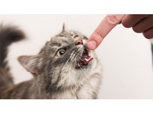 Biri Tırmaladı Biri Isırdı