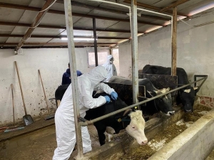 Düzce’de Hayvan Hastalıkları İle Mücadele Sürüyor