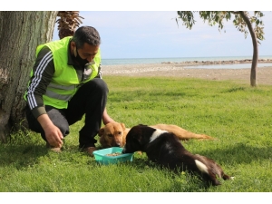 Erdemli’de Sokak Hayvanları Unutulmadı