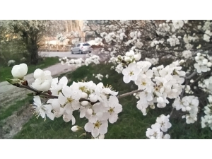 Kütahya’da Erik Ve Baden Ağaçları Çiçek Açtı