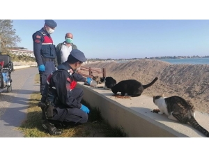 Sokağa Çıkma Kısıtlamasında Özel İzinle Kedilerini Besledi