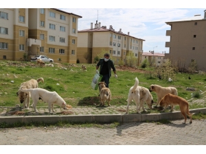 Her Gün, Sokak Köpeklerini Besliyor