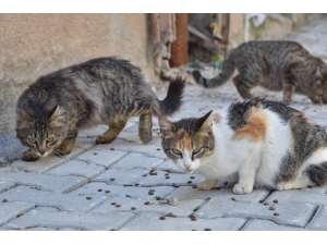 Salgın Sebebi İle Kedi Ve Köpekler Sokağa Terk Ediliyor