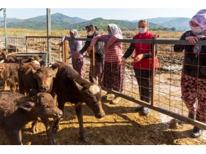 Belediyenin Hibe Ettiği Mandalar 13 Yavruyla Kadınların Yüzünü Güldürdü