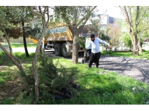 Haliliye Kırsalında Vatandaşlara Fidan Dağıtıldı