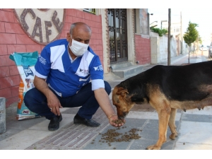 Ceylanpınar’da Sokak Hayvanları Unutulmadı