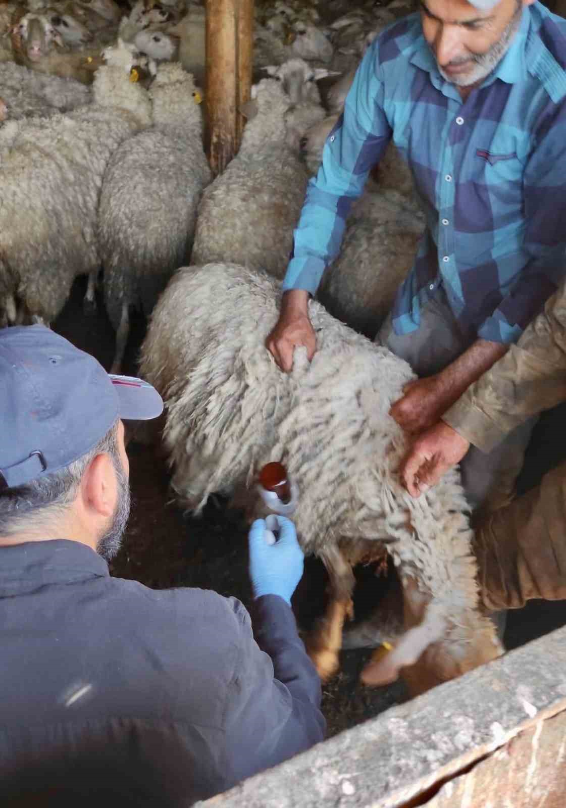 bolvadin-de-kucukbas-hayvanlara-yonelik-asilama-ve-kupeleme-calismasi