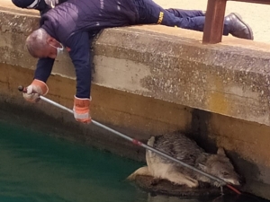 Sulama Kanalına Düşen Kurt İtfaiye Ekipleri Tarafından Kurtarıldı